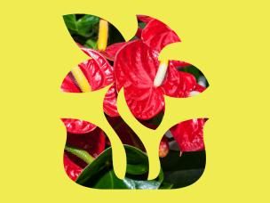 Colourful Indoor Plants For Your Home