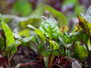 Winter vegetable patch