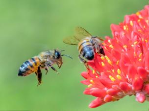 Why we need bees and pollinators in the garden