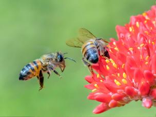 Bees on flowers