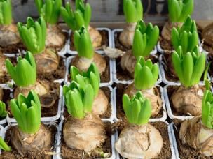 Bulb Planting Guide