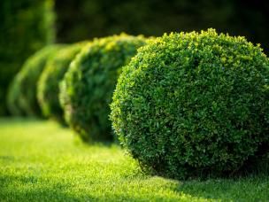 Buxus