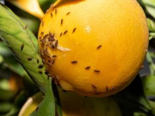 Common Citrus Pest & Disease