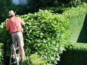 Mann beim Heckenschnitt