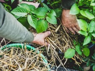 Mulchen mit Stroh
