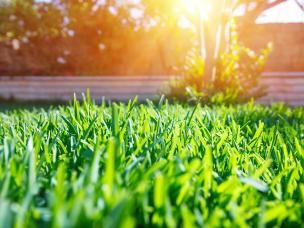 Rasen in der Morgensonne