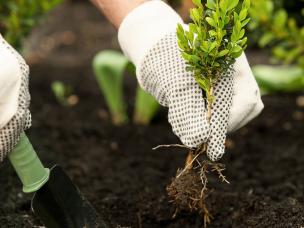 Herbstzeit ist Pflanzzeit