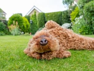Dog on Lawn