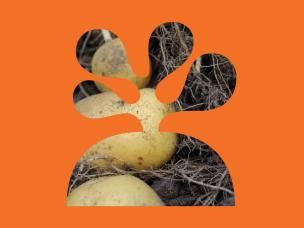 What are the easiest vegetables to grow?