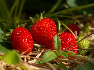 Meilleur paillage pour les fraisiers
