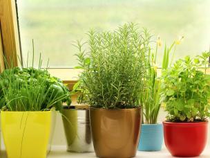 Growing herbs