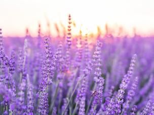 How to grow lavender 