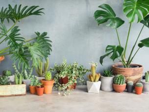 Fertilising indoor plants