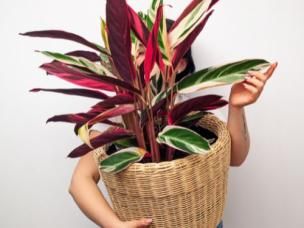 top indoor plant trends this year