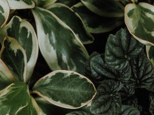 Indoor House Plant