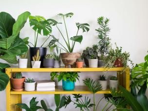 Growing indoor plants