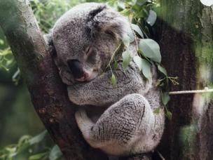 Koala on tree