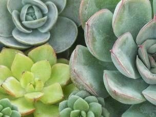 Cacti and Succulents