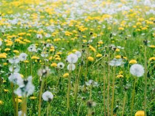 Yellow dandelion flowers and white seed heads growing across a grassy field