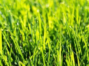2 day deep cleaning for your lawn
