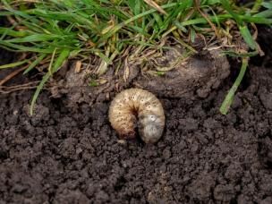 Lawn Grub