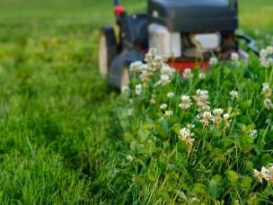 Mastering Lawn Weed Control