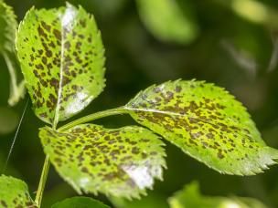 Leaf Spot