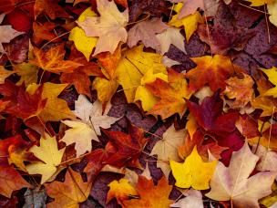 Les couleurs de l'automne