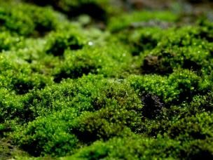  Vermijd mos in het gazon | Evitez de la mousse dans le gazon