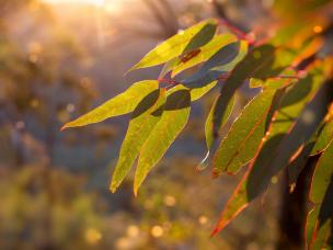 garden sunlight