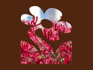 5 Best Australian Native Plants To Grow