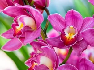 Orchidee