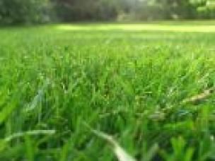 Perfect lawn