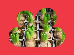 Bulb Planting Guide
