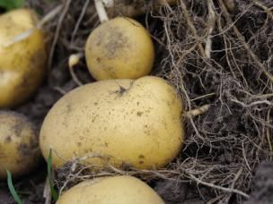 What are the easiest vegetables to grow?