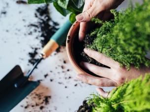 how to repot your plant