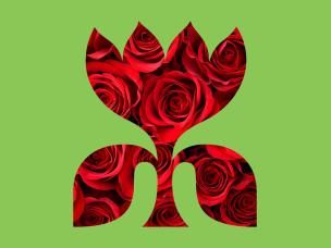 Growing Beautiful Roses at Home