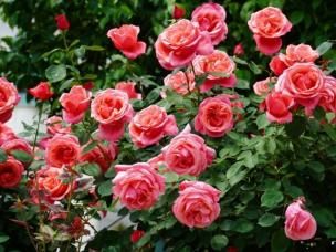 Growing Beautiful Roses at Home