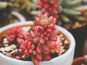 Pink Jelly Beans (Sedum rubrotinctum 'Aurora')