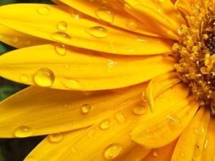 The easiest flowers and vegetables for beginner gardeners