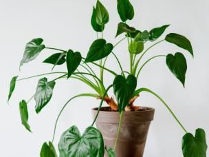 A Potted Plant over a Round Table
