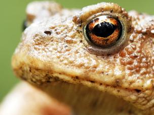 A guide to garden wildlife