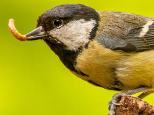 How to attract birds to your garden