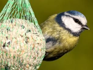 Attirer Les Oiseaux Dans Mon Jardin