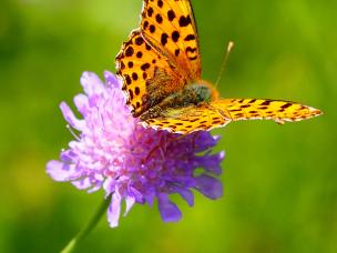 Spotters guide to butterflies