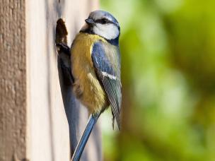 Un nichoir pour oiseaux dans le jardin