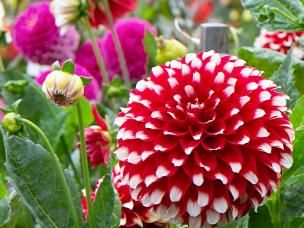 Growing herbaceous perennials