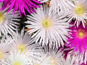 How to keep summer plants flowering | Love The Garden
