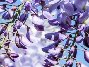 How to prune Wisteria