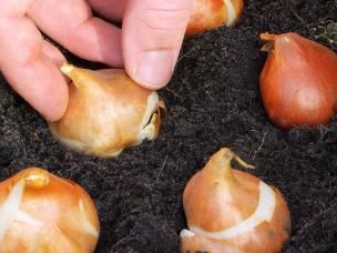 Planting bulbs, corms and tubers